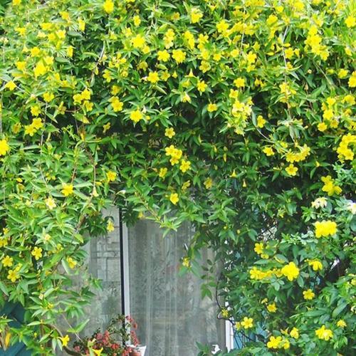 法国香水爬藤植物怎么养