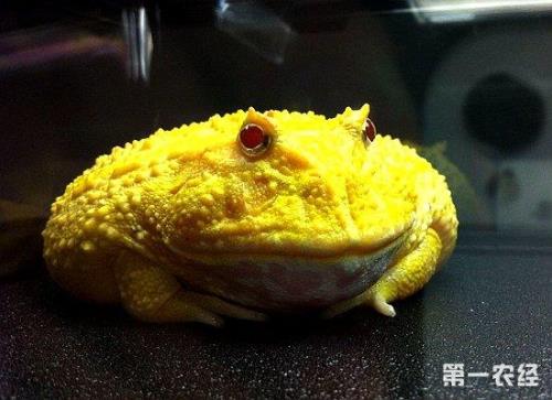 油蛙养殖周期