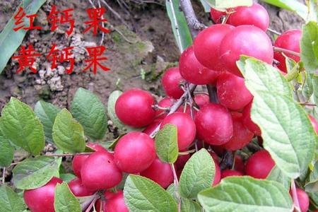 钙果树苗盆栽多久结果