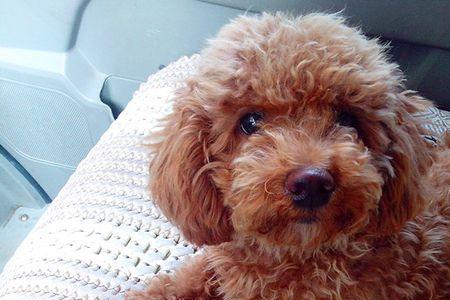 泰迪是短鼻犬吗