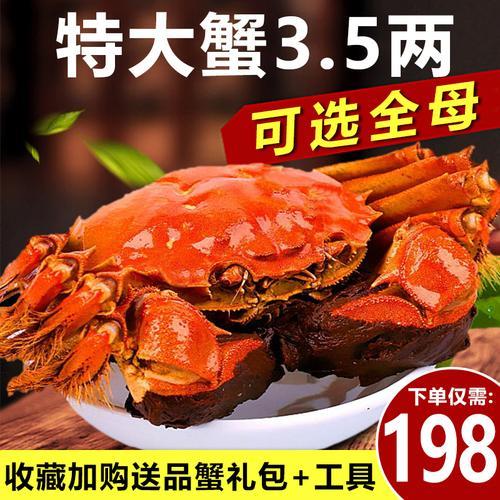 大闸蟹为什么母的贵