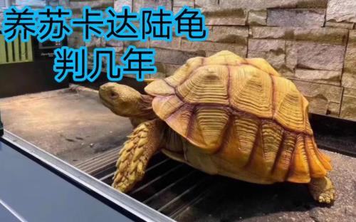 苏卡达象龟可以私人养吗