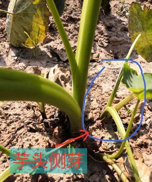 种芋头为什么要切掉下半部分