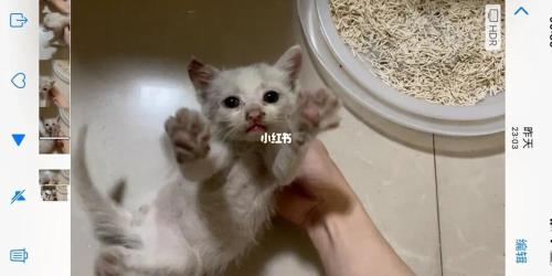 小猫多大开始不叫