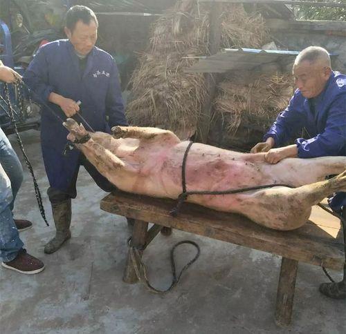 杀猪烫毛池尺寸