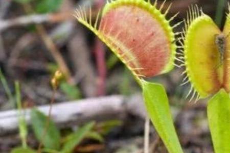 植物会生苍蝇吗