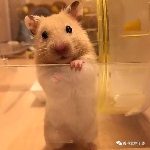 放生仓鼠寓意