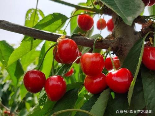 大樱桃果实坑坑洼洼烂