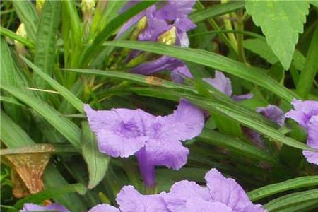 翠芦莉跟紫花芦莉区别