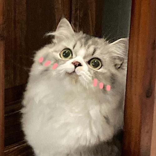 王咩咩是什么品种猫