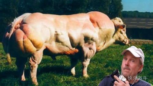比利时蓝牛肉好吃吗