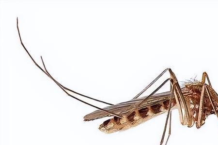 36度温度能杀死蚊子吗