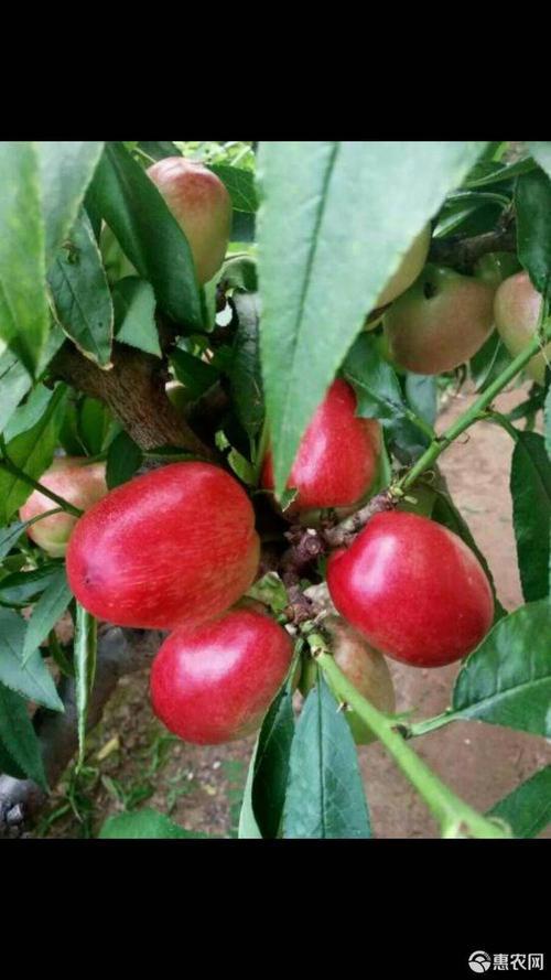 中油20号油桃优缺点