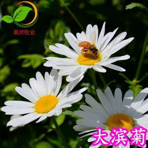 大白可以被比喻成什么花