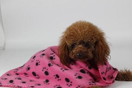 犬和瘸读音
