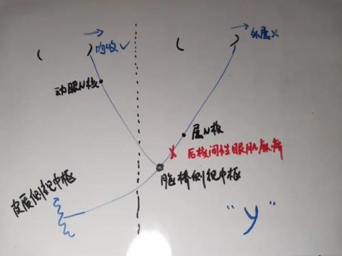 同侧是什么意思