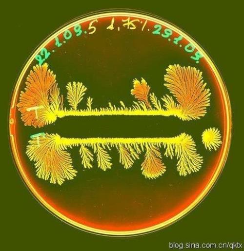 细菌密度是啥单位