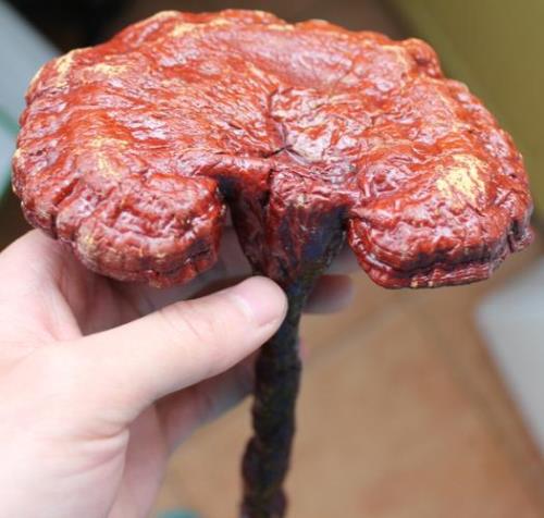 灵芝有多少种类一般有几个颜色