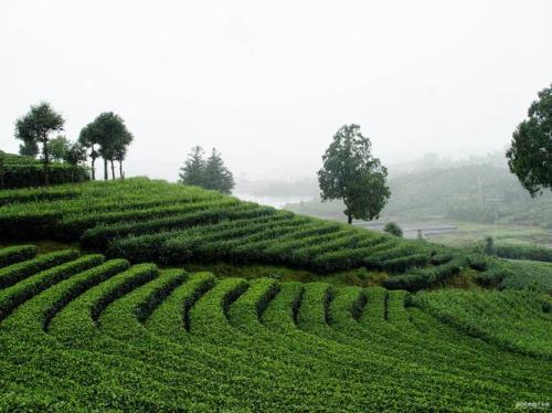 在茶山拍照的姿势