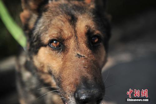 搜救犬10个品种是什么
