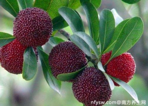 什么的杨梅填空词语