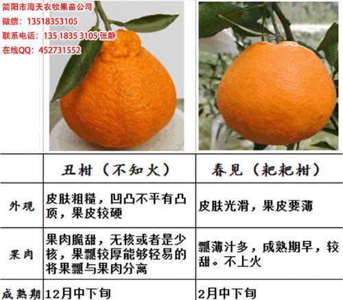 耙耙柑分公母吗