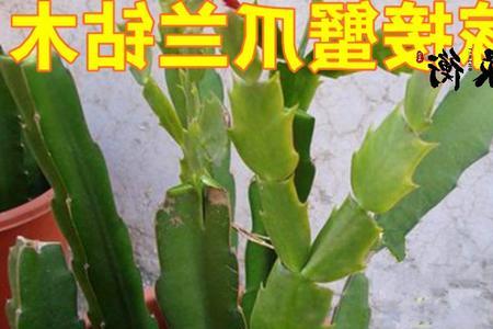 三角柱嫁接蟹爪兰什么时间好