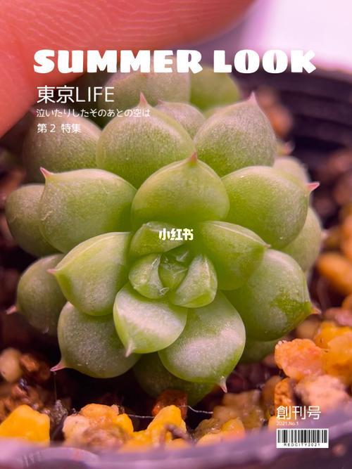 绿水鬼多肉能长大吗