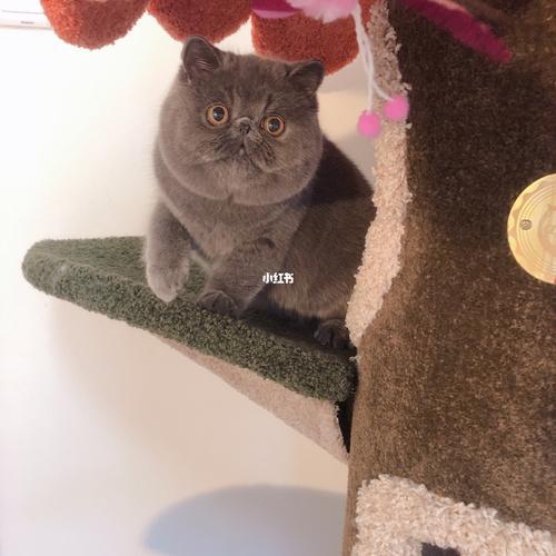 猫咪扁胸和圆胸的差别