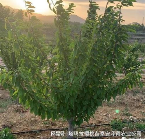 布鲁斯是什么品种