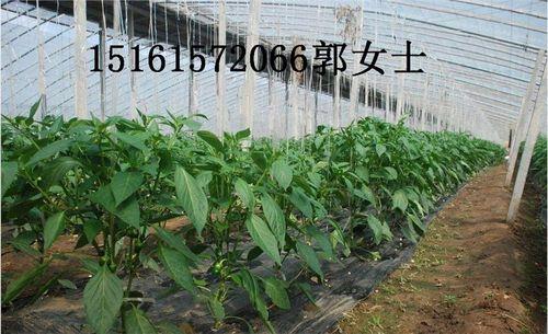 大棚辣椒不长是什么原因