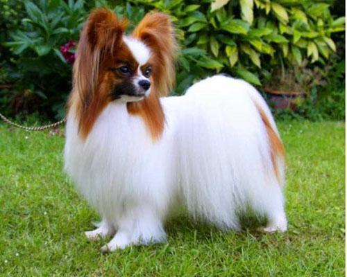 蝴蝶犬的寿命是多久