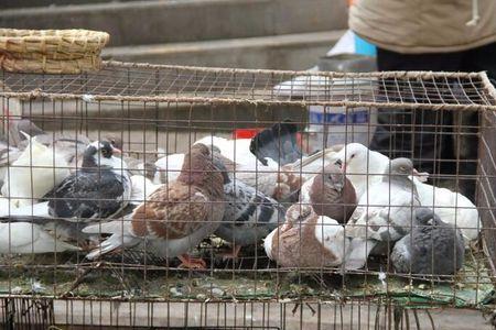 鸽子到新家不怎么吃食正常吗