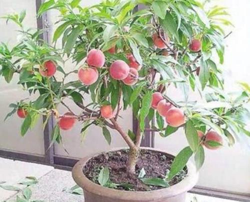 小黄盆哪里买