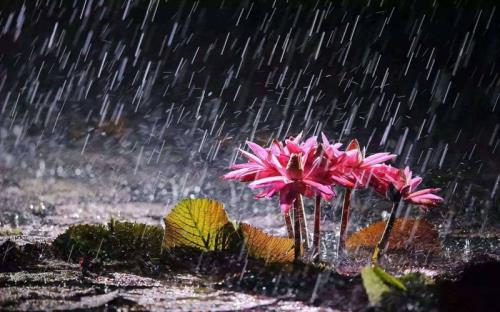 倒梅雨什么意思