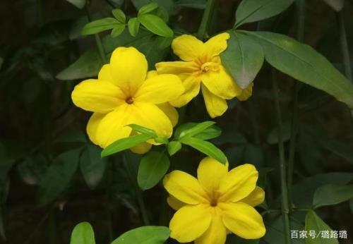 迎春花为什么掉花蕾