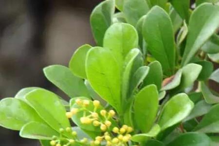 米兰花的根什么样的