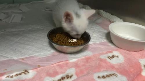 猫咪大口干饭正常吗
