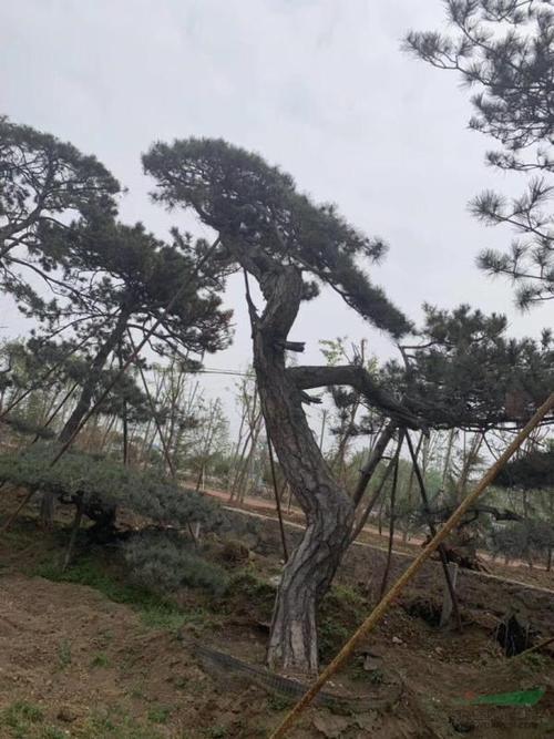 15公分黑松价格