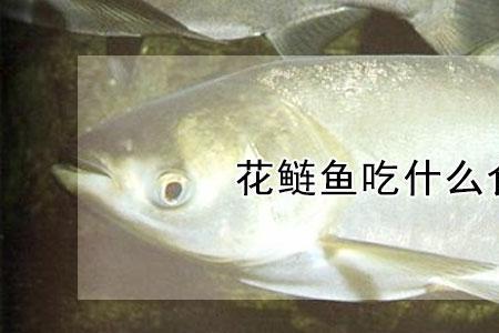 花鲢吃什么