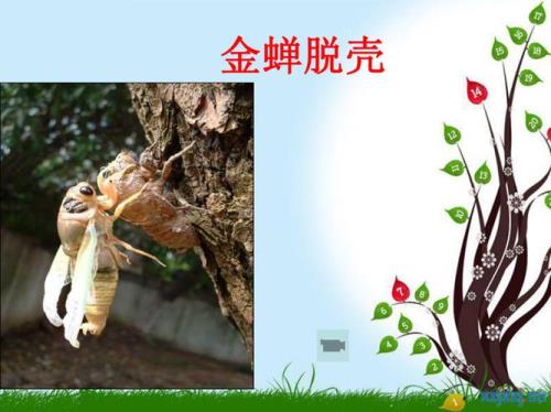 金蝉脱壳启发人们什么