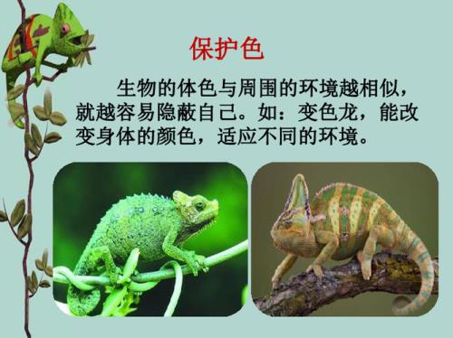 变色龙的反义词