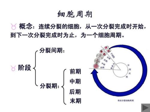 一个细胞周期是多少天