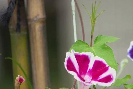 牵牛花人生哲理