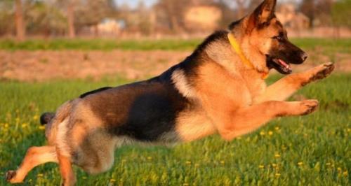 八角犬的寿命一般多少年