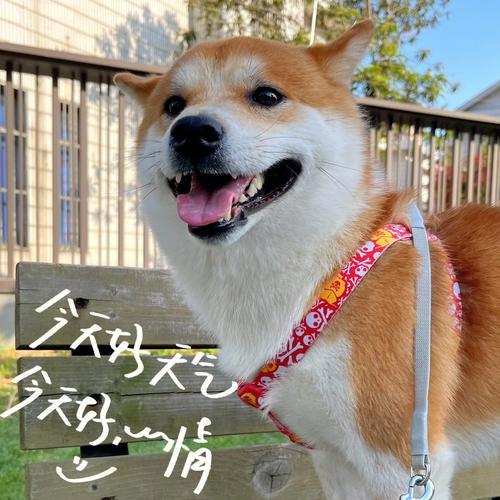 满脸笑容的什么
