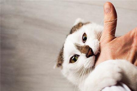 晚上猫主动上门有什么预兆