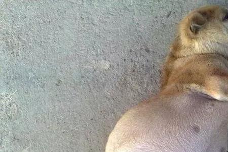 为什么狗特别容易怀孕