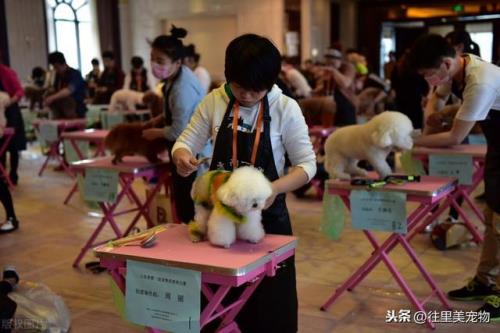 宠物店创业新手入门