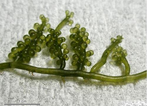 海虫子和海葡萄的区别